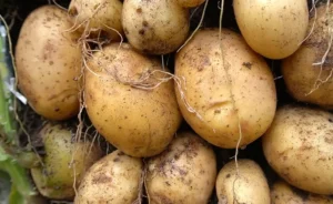 Stolbur plant disease