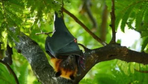 nipah virus india