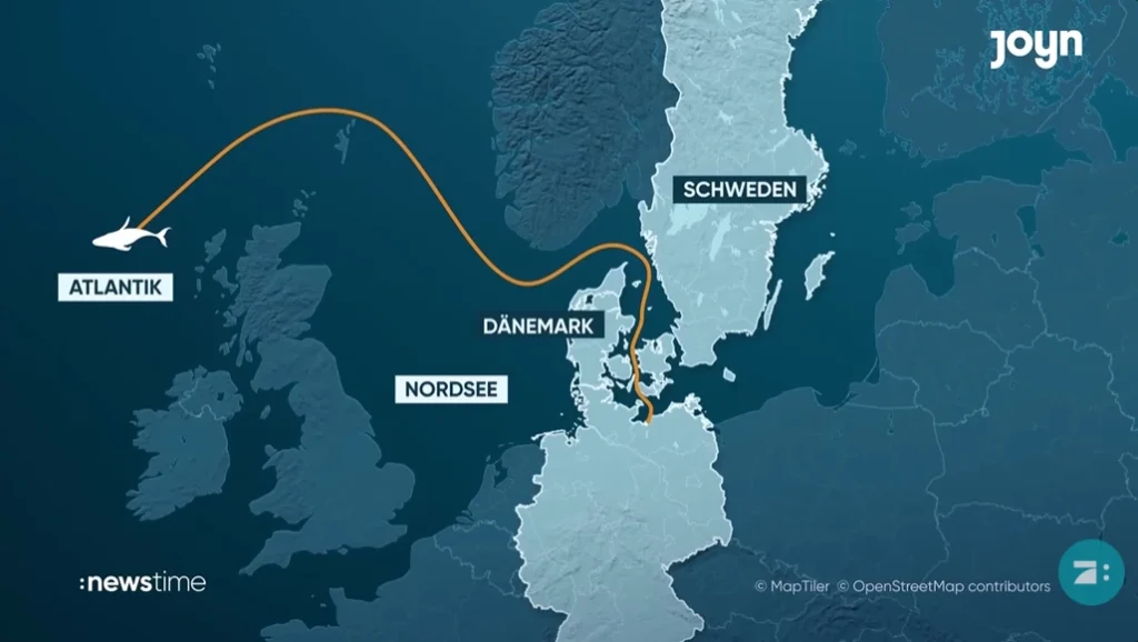 timmy humpback whale swimming path