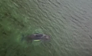 timmy humpback whale