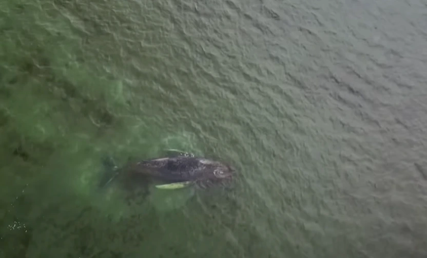 timmy humpback whale