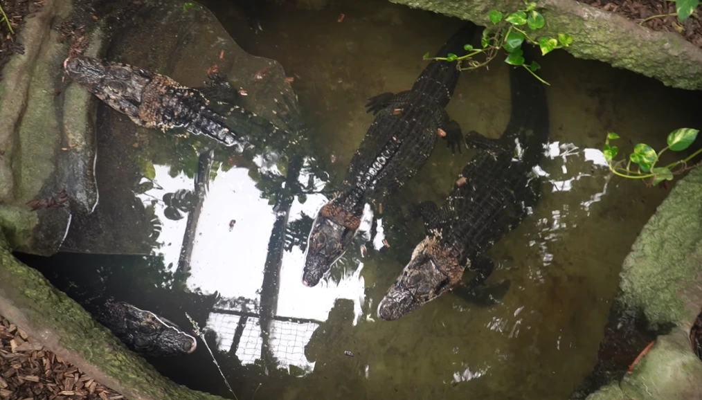 boy thrown into crocodile enclosure johnsons zoo