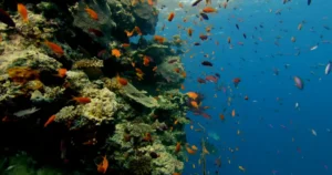 great barrier reef australia