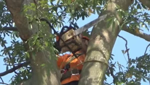 diy tree felling accident new zealand