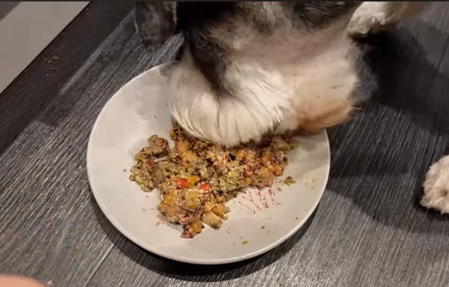 dog food recalled uk